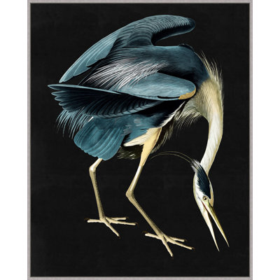 Grand Audubon 1 Print by Thom Filicia