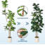 120cm Plant