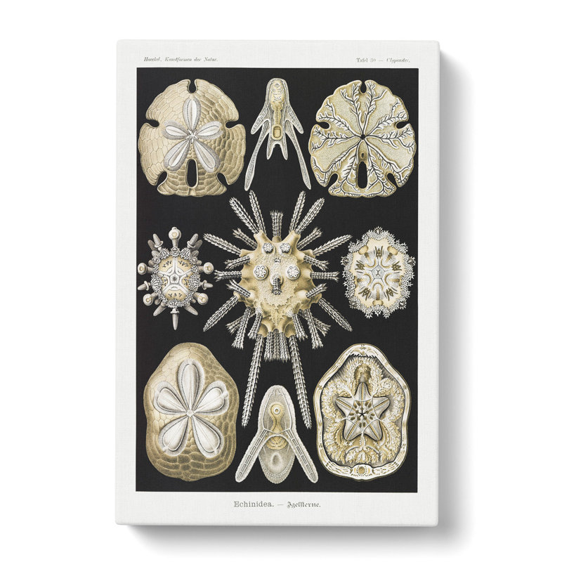 Echinoida Sea Urchin Vol.1 by Ernst Haeckel - Wrapped Canvas Painting, 50cm H x 35cm W x 3cm D