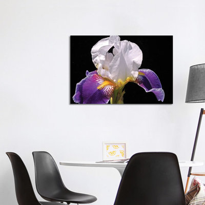 White And Purple Iris by Brian Wolf - Wrapped Canvas Gallery-Wrapped Canvas Giclée