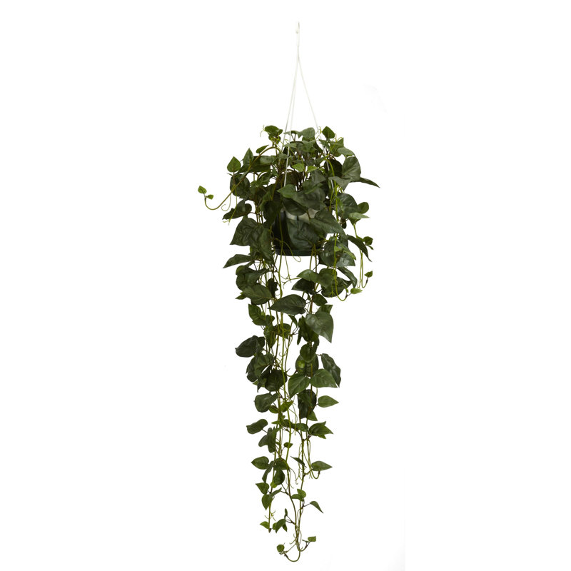 Philodendron Hanging Basket, Dark Green