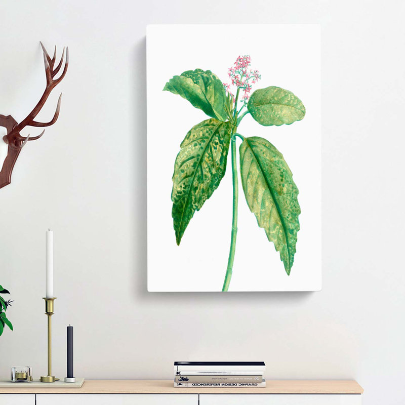 Japanese Laurel Flowers by Pierre-Joseph Redoute - Wrapped Canvas, 50cm H x 35cm W x 3cm D