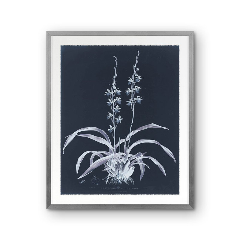 Cyrtochilum Bictoniense Print by Porter Design