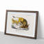 Lion Illustration by Charles d' Orbigny - Picture Frame Painting Print-55580606-55580605