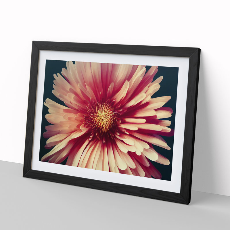 Fancy Chrysanthemum Flower - Single Picture Frame Print, 34cm H x 46cm W x 2cm D, Black