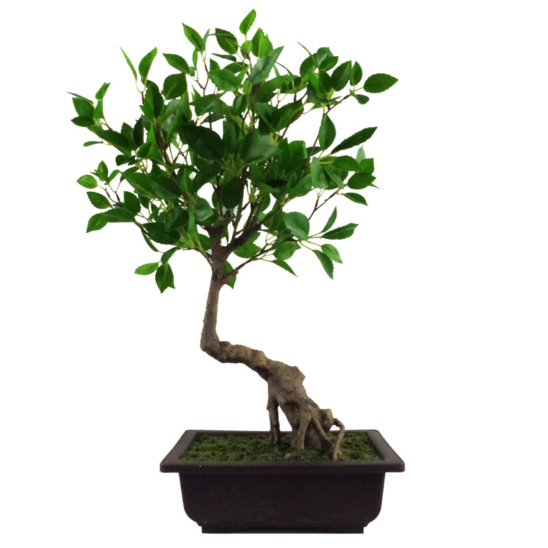 Anlin 50cm Faux Ficus Tree in Pot
