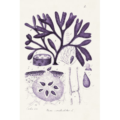Seaweed Illustration VIII 1 Piece Wrapped Canvas Wall Art