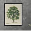 Meadow Tree Iv Print