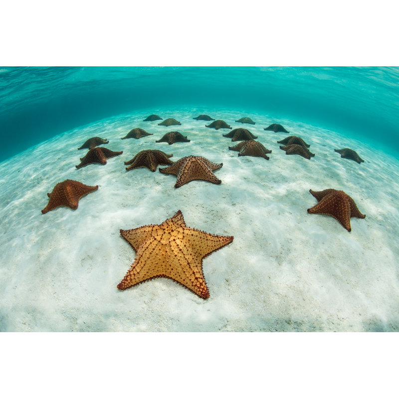 Colourful Starfish In Caribbean Sea by Velvetfish - Wrapped Canvas Print, 81cm H x 122cm W