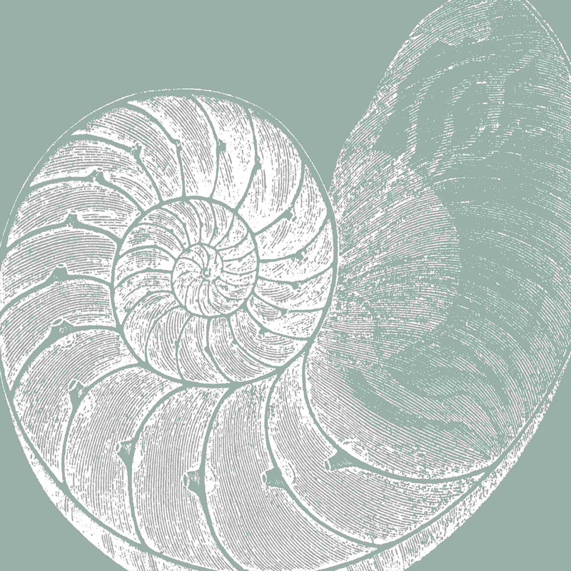 Seabreeze Shells IV (P), H 12 po x l 12 po