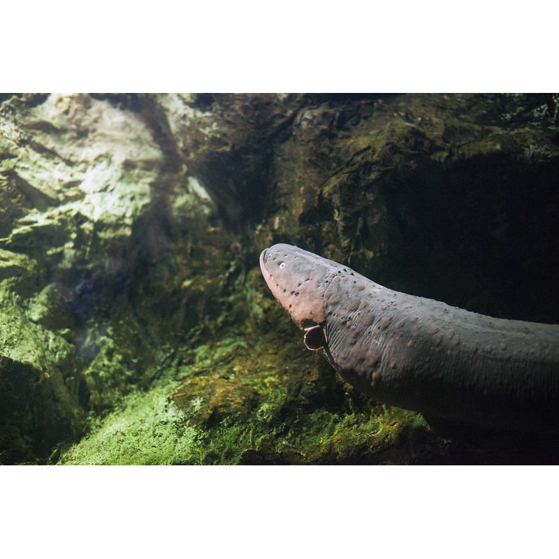 " Electric Eel Fish ", 12" H x 18" W