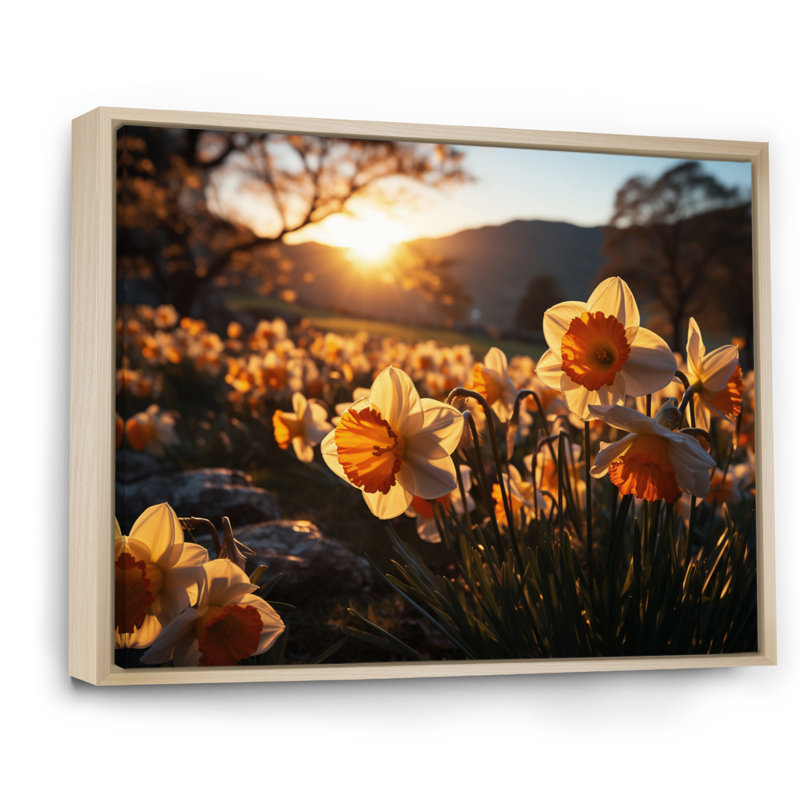 Daffodils Field Sunrise III - Floral Wall Art Prints, Cadre naturel flottant, 24" H x 32" W