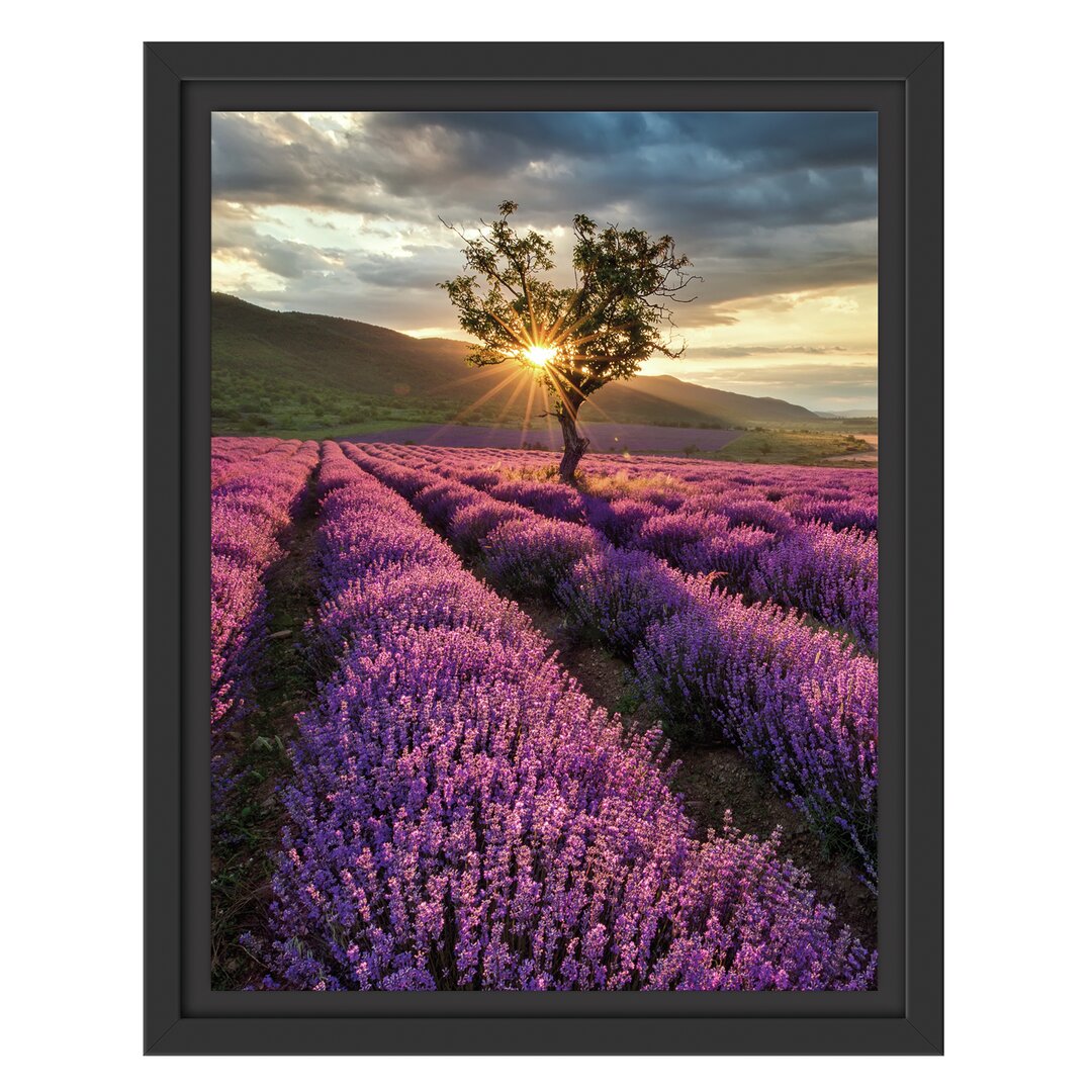 Gerahmtes Wandbild Lavendel Provence mit Baum