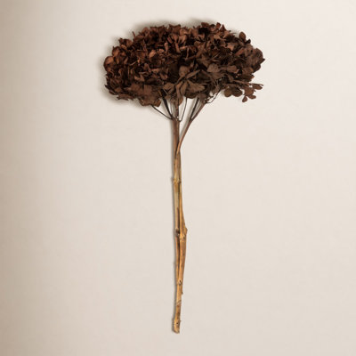 Preserved Hydrangea Stems