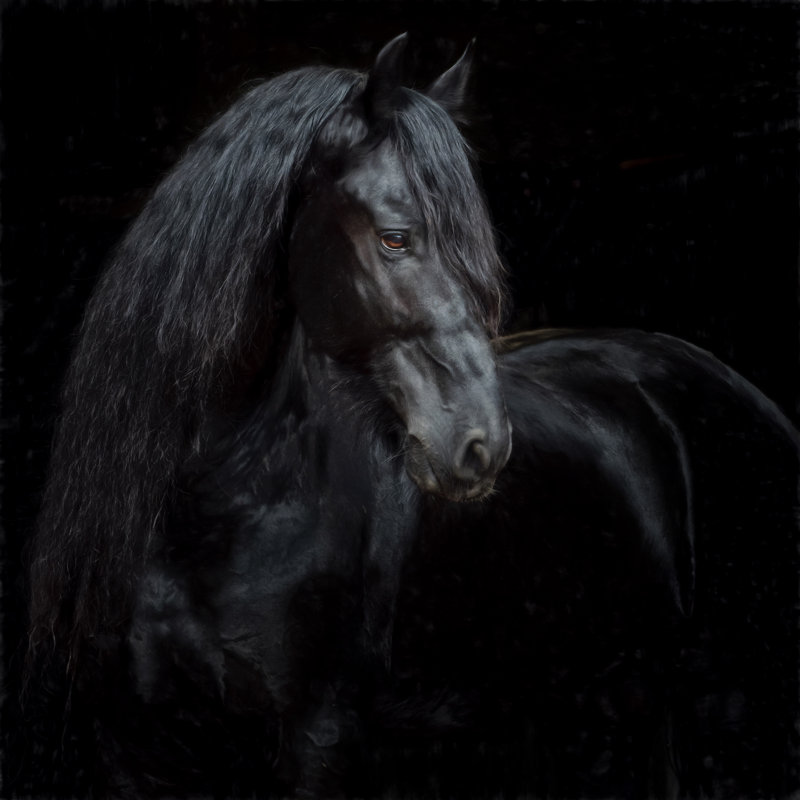 Equine Portrait XI by PHBurchett - Wrapped Canvas Print, 91cm H x 91cm W