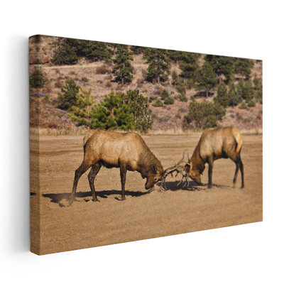«Two Elks I», reproduction d'art sur toile