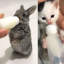 50 ml, 120 ml, biberon pour chat, tête souple, étanche, chaton amovible, biberons pour chiens
