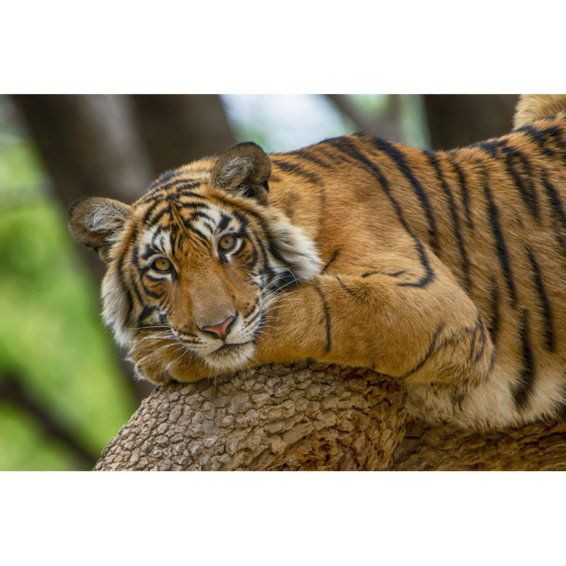 Tiger On A Tree by Guenterguni - Wrapped Canvas Print, 20cm H x 30cm W x 3.8cm D