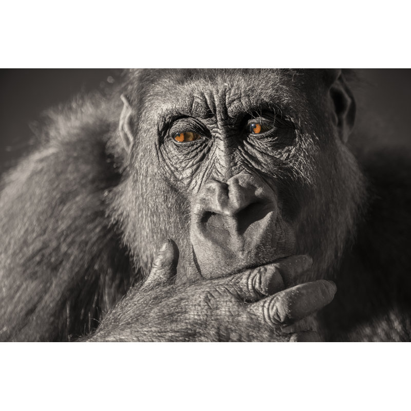 Gorilla Female by Sjo - Wrapped Canvas Print, 81cm H x 122cm W x 3.8cm D