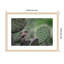 «Cactus Wren on Cactus» par Brandon Gregorius, reproduction d'art encadrée sur bois-1379635831