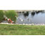 Art de jardin great héron