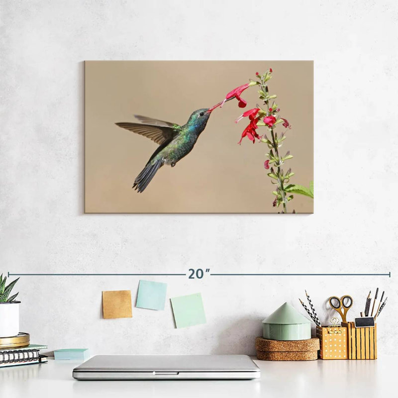 Broad-Billed Hummingbird Drinking Nectar, 8" H x 12" W