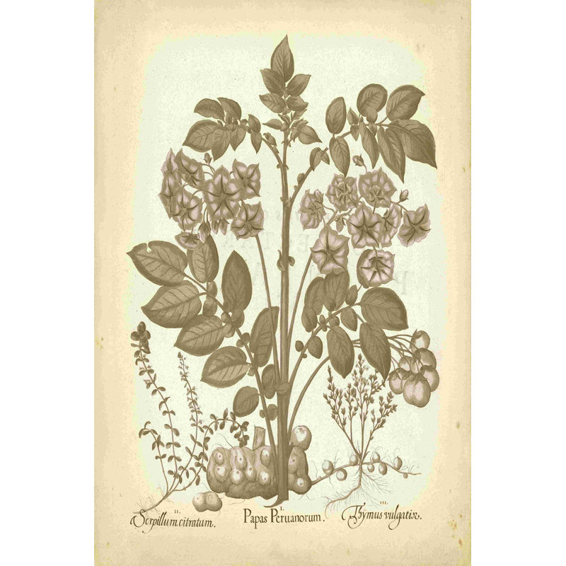 Besler Botanical III teinté, H 12 po x l 8 po