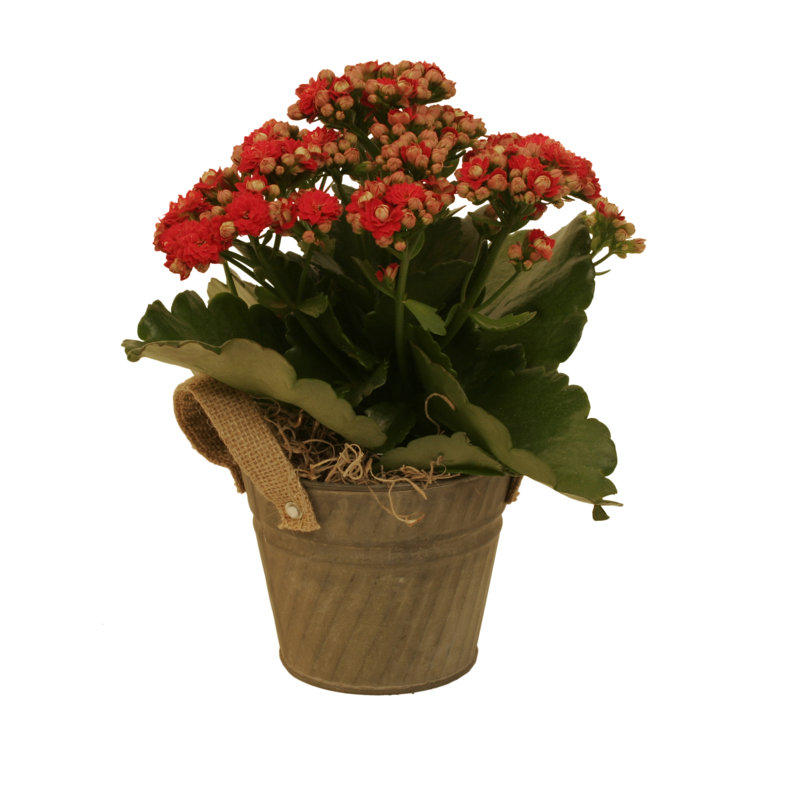 Pot à fleurs en aluminium Du Palace, H 5 po x l 4 po x P 4 po