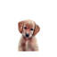 Chiot Golden Retriever par Watercolor Luv - reproduction d'art-52940421-52940415-52940414