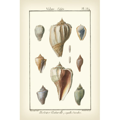 Volute Shells Pl. 384 - Wrapped Canvas Art Prints
