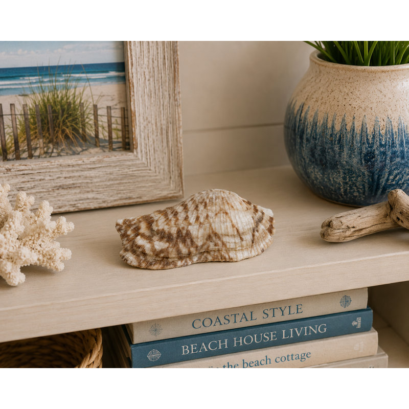 Arca Zebra Shell Figurine