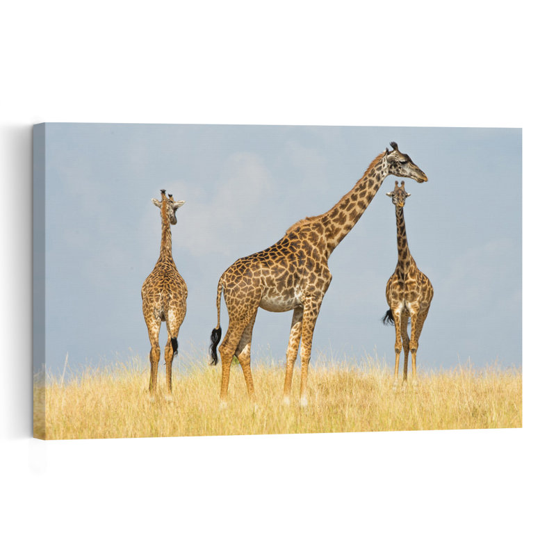 Wild Giraffe Trio Abstract Contemporary Giraffe Landscape Nature Wall Art Print, 40.64cm H x 60.96cm W