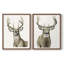 Impression encadrée Handsome Whitetail I-Premium - prête à être accrochée - aucun clou requis - aucun clou requis-405950748-405950751