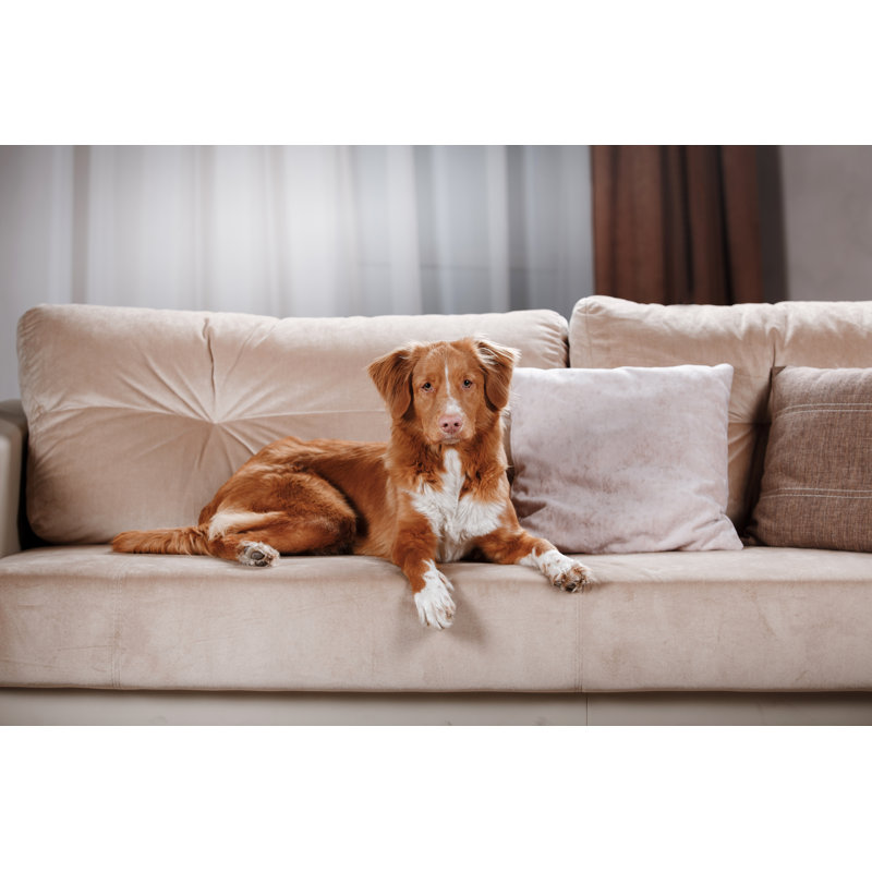 Nova Scotia Duck Tolling Retriever by Anna-av - Wrapped Canvas Print, 51cm H x 76cm W