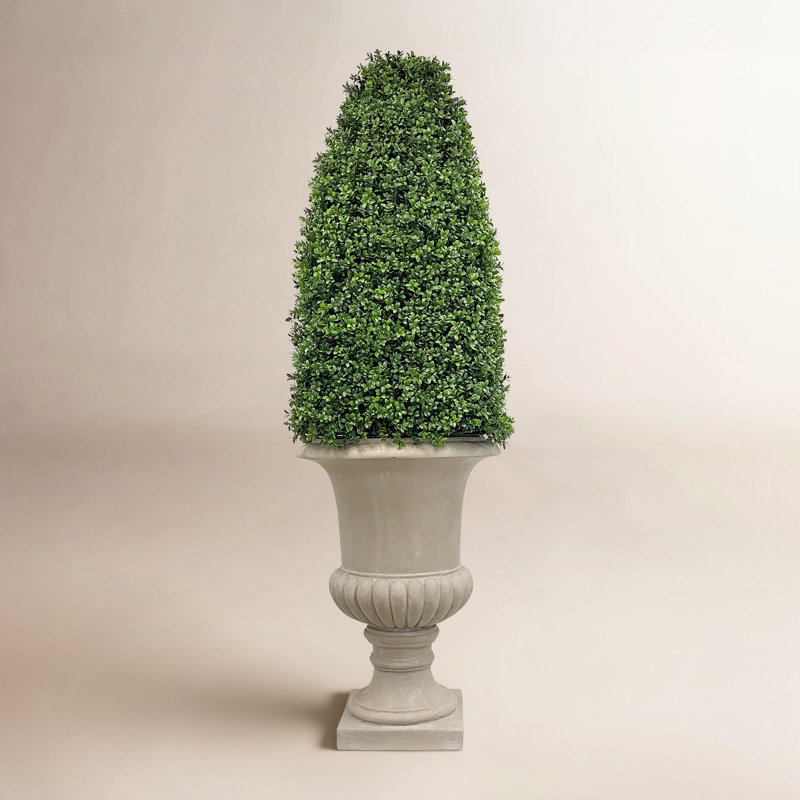 BULLE BOXWOOD DANS UNE URNE