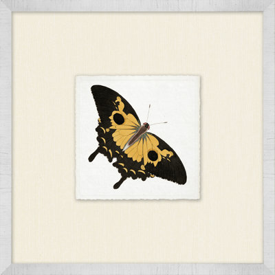 Miniature Butterfly " Miniature Butterfly Collection 8 "