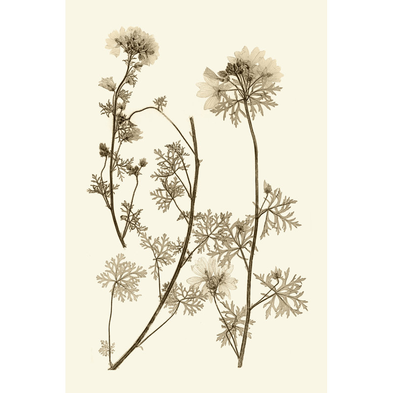 Sepia Nature Study IV by Vision Studio - Wrapped Canvas Art Print, 30cm H x 20cm W