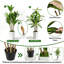 Faux arbre Dracaena 6 pi