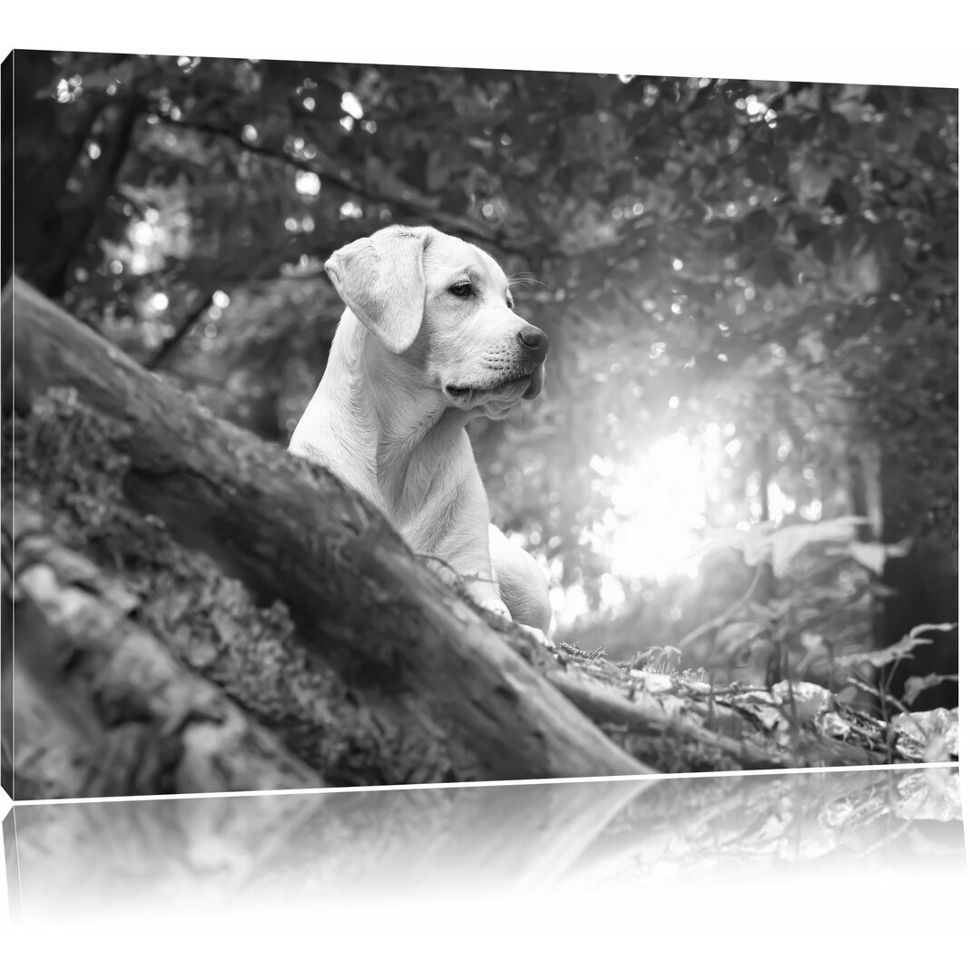 Leinwandbild „Labrador-Welpe im Wald“, Fotodruck