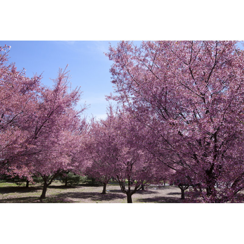 Cerisiers en fleurs - Photographie sur toile tendue, H 20 po x l 30 po