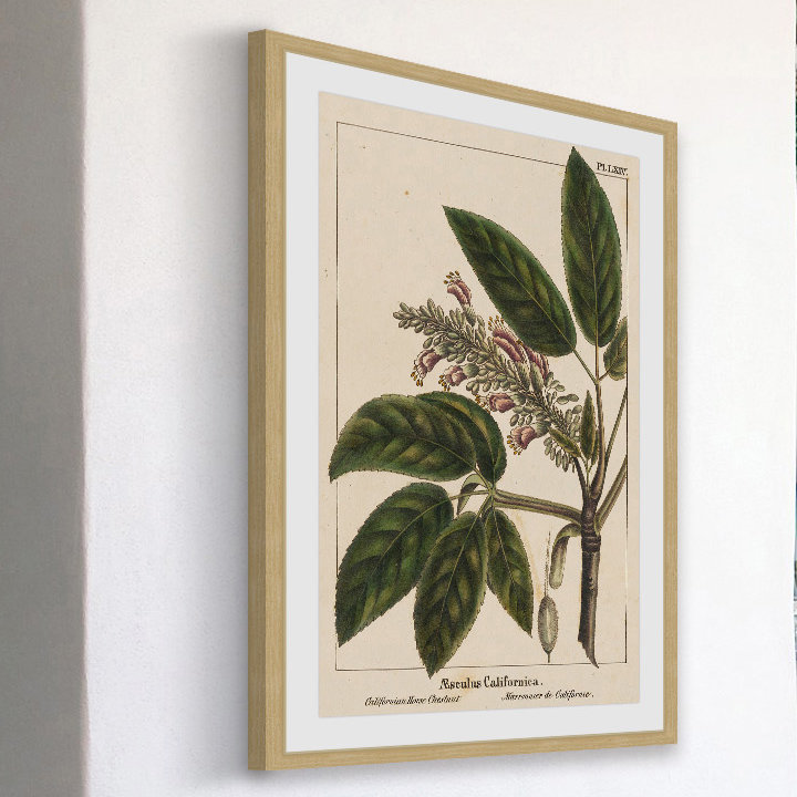 «Horse Chestnut», reproduction encadrée, H 36 po x l 24 po x P 1,5 po