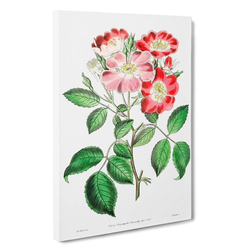 Pink Rose Clare Flowers - Wrapped Canvas, 50cm H x 35cm W x 3cm D