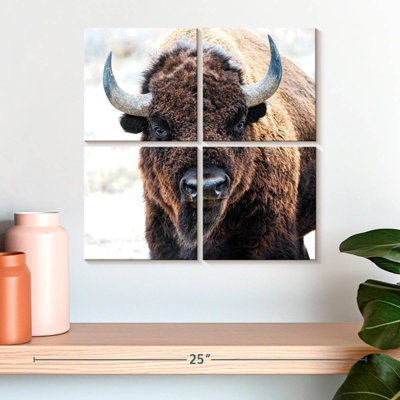 Bison d'Amérique - un trésor national