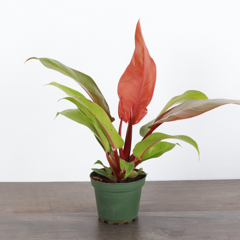 Live Prince of Orange Philodendron Plant