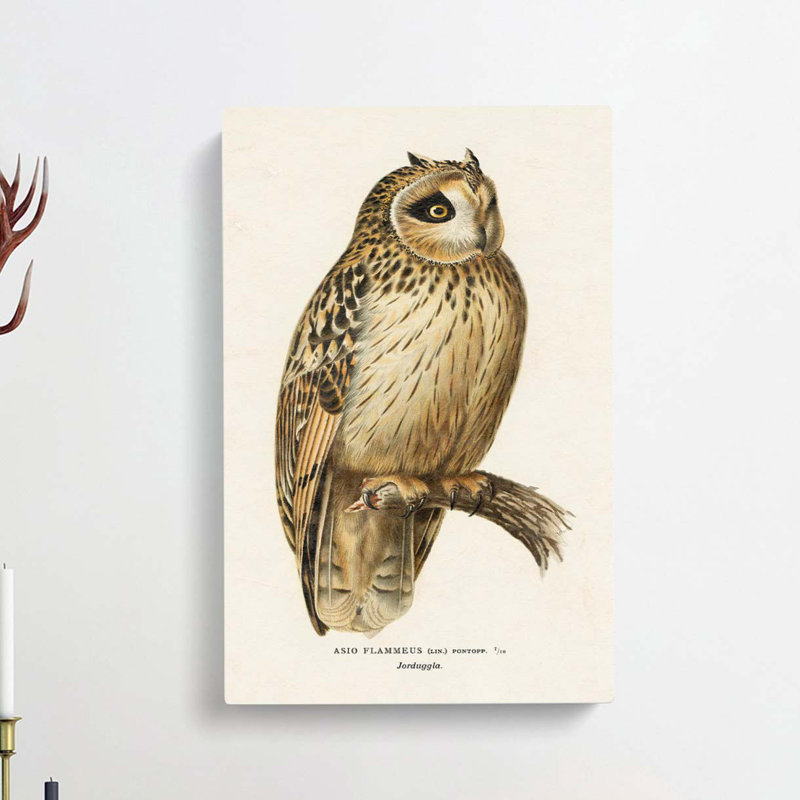 Short-eared Owl by Von Wright - Wrapped Canvas, 76cm H x 50cm W x 3cm D