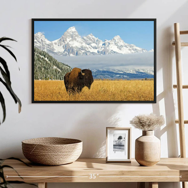 Grand Teton Bison Bull, 25 po x 17 po, Cadre flottant noir