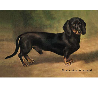 Dachshund Earl Satin Graphic Art