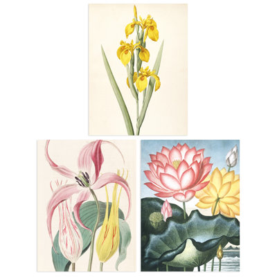 Audubon Style Vintage Floral Yellow And Pink Flower Blooms Botanical - 3 Piece No Frame Print Set