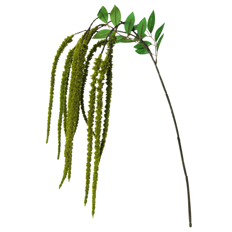 Tige de fleur d'amaranthe, Vert