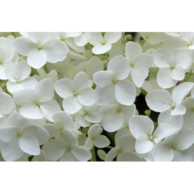Hydrangea by Bikec